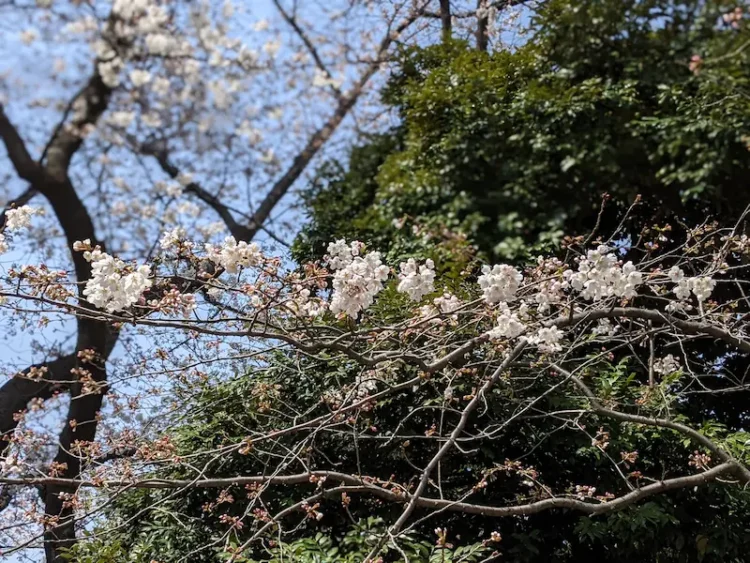 散歩中に見つけた桜の花