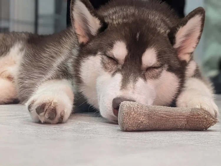 おもちゃで遊びながら眠るハスキー