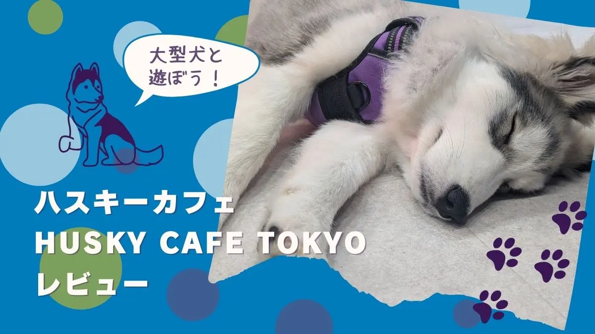 大型犬と触れ合える！ハスキーカフェHUSKY CAFE TOKYOレビュー