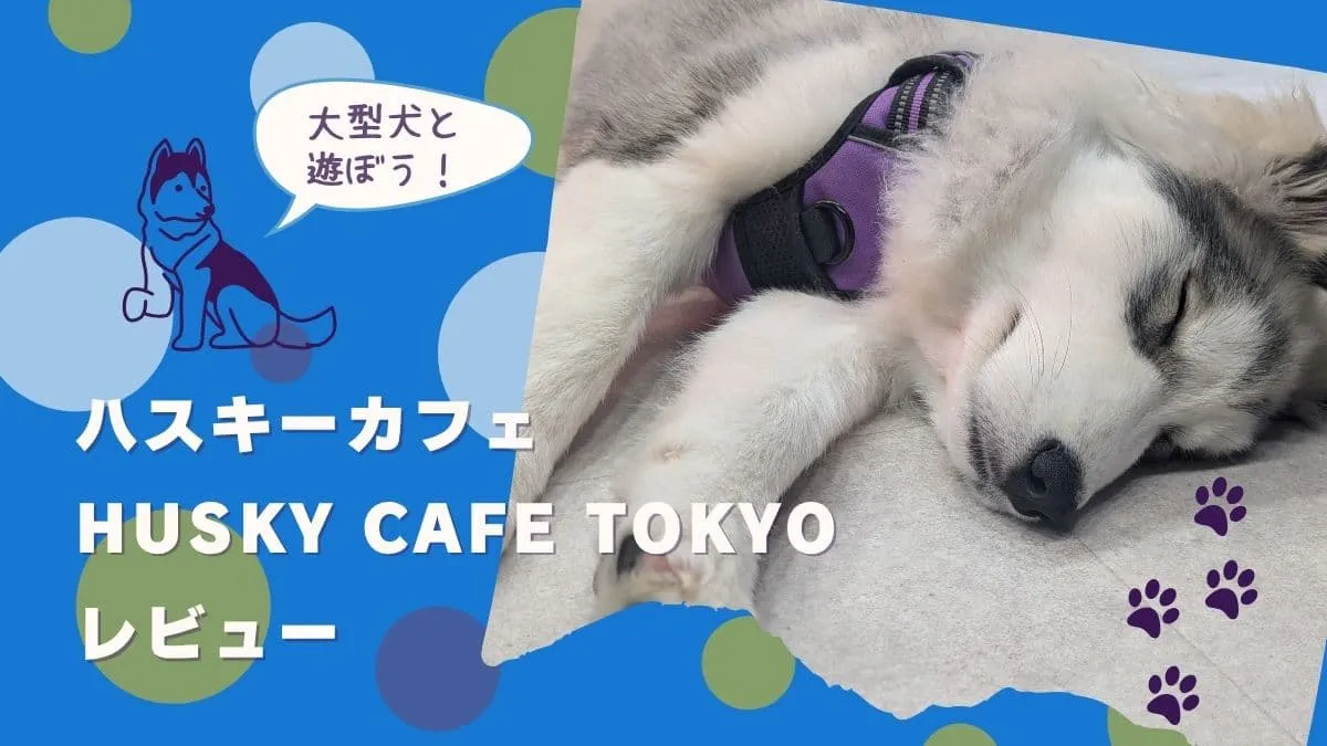 大型犬と触れ合える！ハスキーカフェHUSKY CAFE TOKYOレビュー