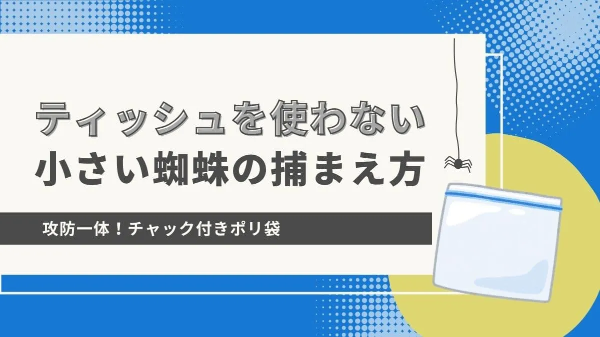 ティッシュ不要！家にある物で蜘蛛を捕まえる方法｜蜘蛛の画像を使わずに解説しますアイキャッチ